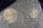 Dactylioceras commune (SOWERBY 1815) - Bild © FossNet FossilienStore